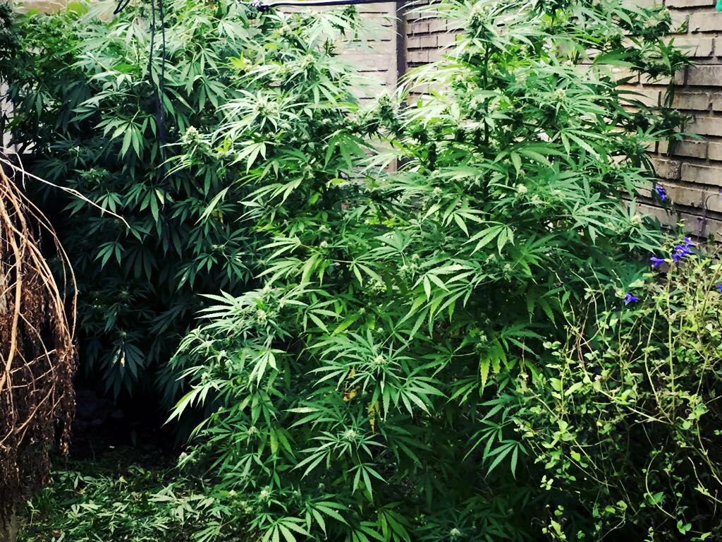 Procedimiento anti droga en el barrio San Martín