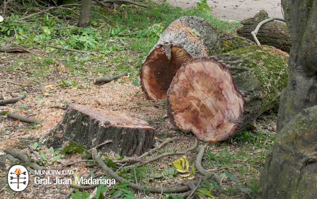 Se realizaron podas para evitar la cada de rboles en la va pblica