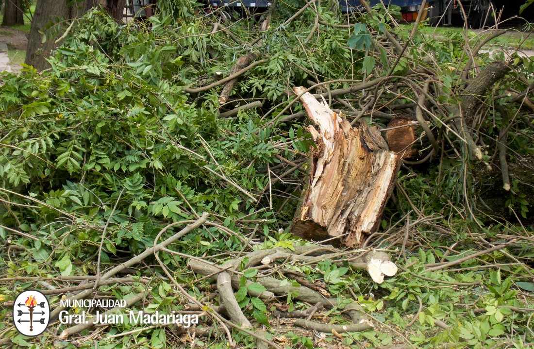 Se realizaron podas para evitar la cada de rboles en la va pblica