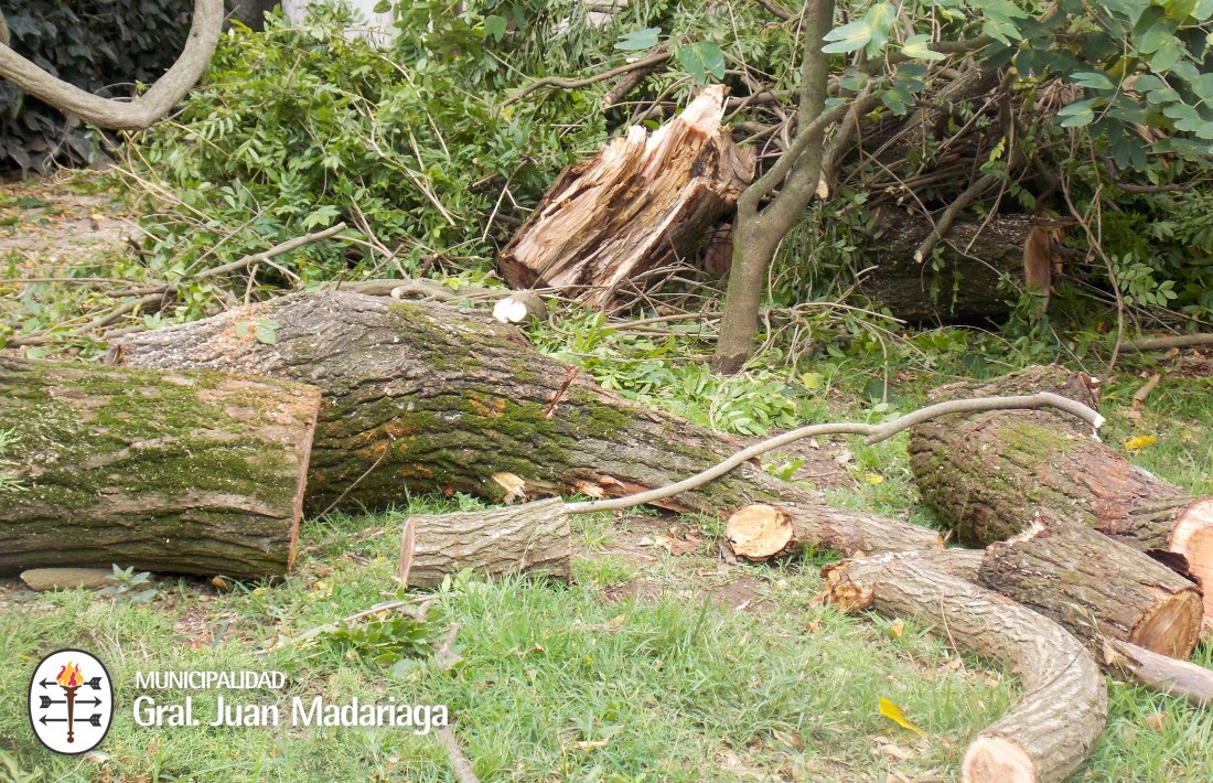 Se realizaron podas para evitar la cada de rboles en la va pblica