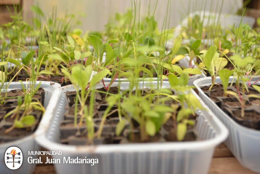 Se entregaron los plantines del proyecto Sembrar para crecer