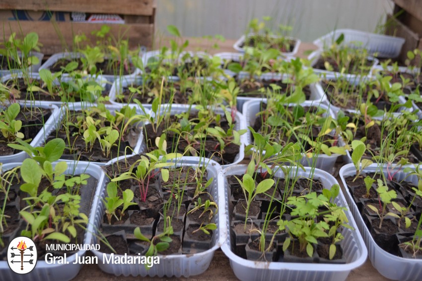 Se entregaron los plantines del proyecto Sembrar para crecer