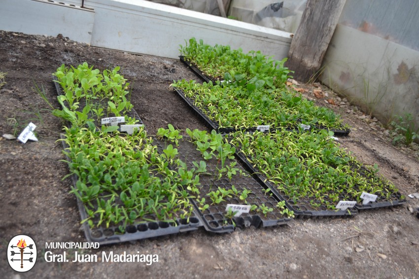 Se entregaron los plantines del proyecto Sembrar para crecer