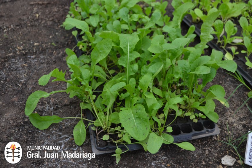 Se entregaron los plantines del proyecto Sembrar para crecer