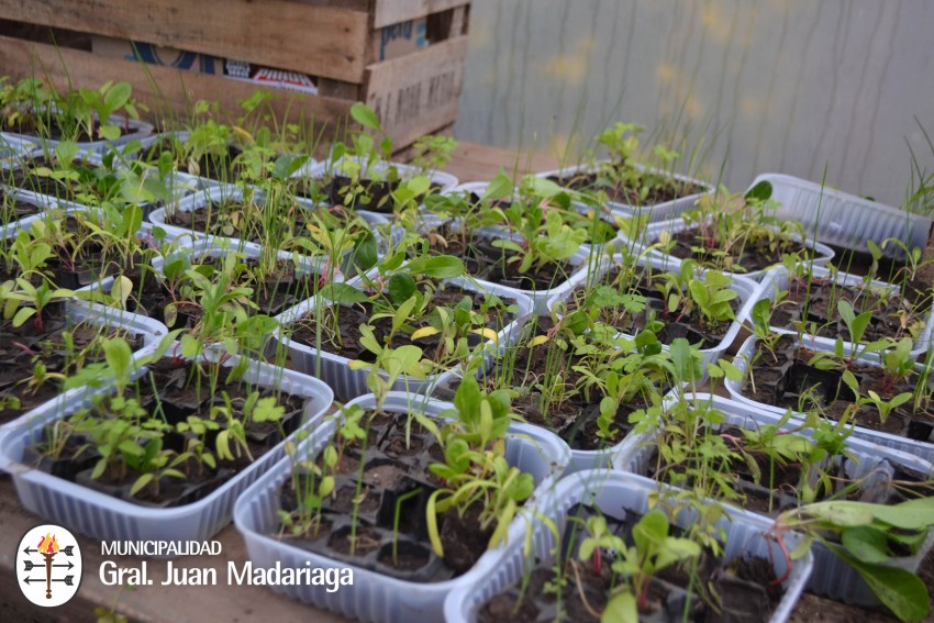 Se entregaron los plantines del proyecto Sembrar para crecer