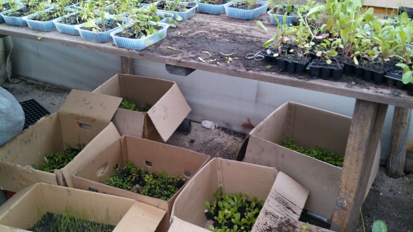 Se entregaron los plantines del proyecto Sembrar para crecer