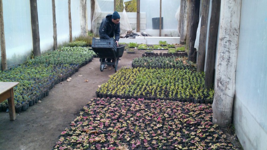 Se entregaron los plantines del proyecto Sembrar para crecer