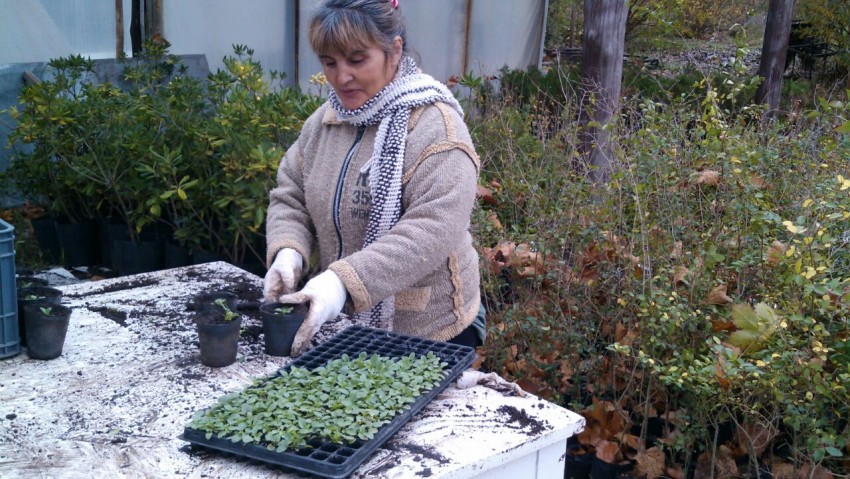 Se entregaron los plantines del proyecto Sembrar para crecer
