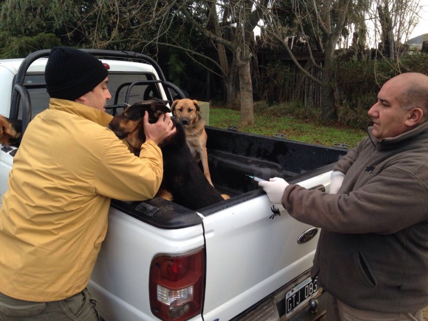 Vacunacin antirrbica en la delegacin del frente de ruta