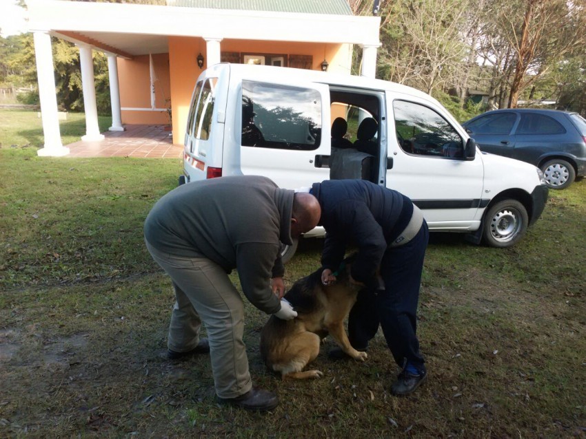 Vacunacin antirrbica en la delegacin del frente de ruta