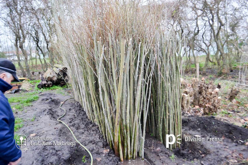 Inici la entrega gratuita de lamos y sauces en el vivero municipal
