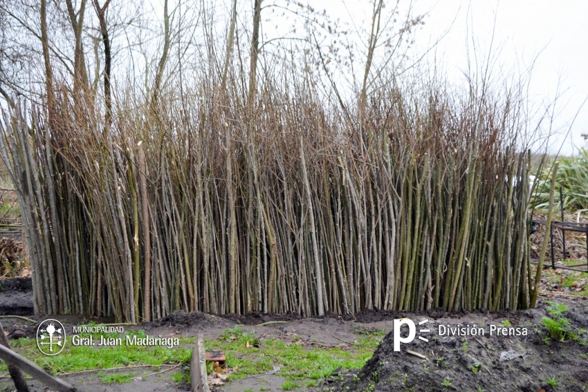 Inici la entrega gratuita de lamos y sauces en el vivero municipal