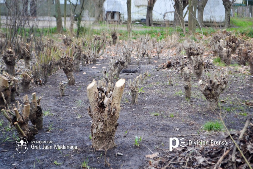 Inici la entrega gratuita de lamos y sauces en el vivero municipal