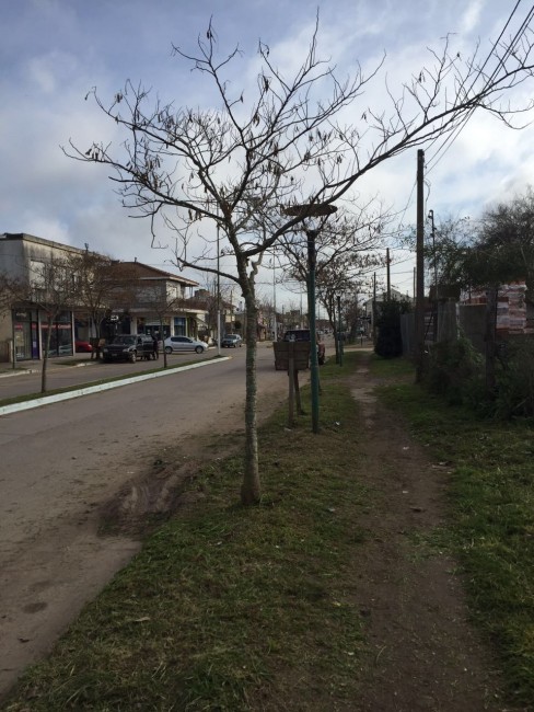 Forestacin y poda en distintos puntos de la ciudad