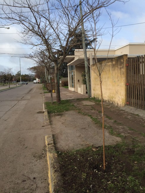 Forestacin y poda en distintos puntos de la ciudad