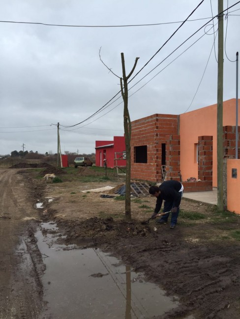 Forestacin y poda en distintos puntos de la ciudad