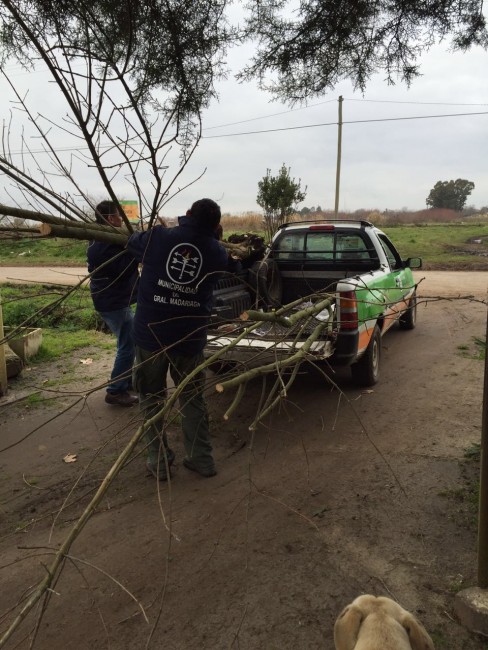 Forestacin y poda en distintos puntos de la ciudad