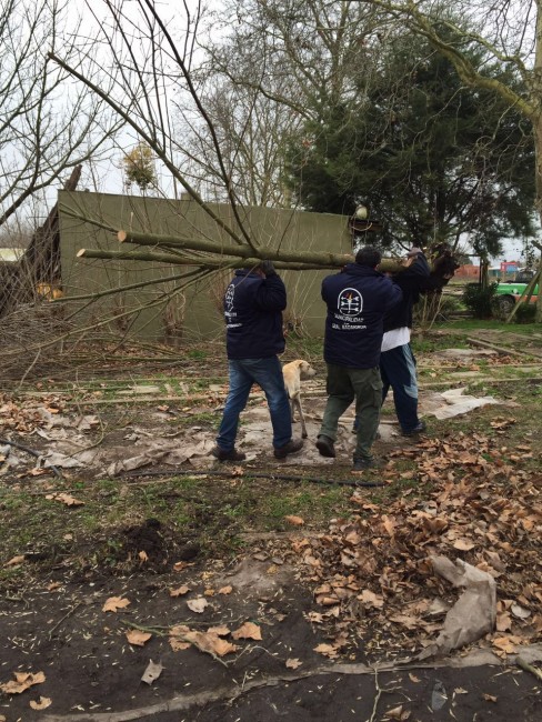 Forestacin y poda en distintos puntos de la ciudad