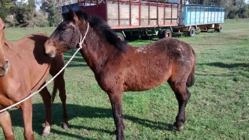 Secuestraron dos equinos y buscan a su dueo