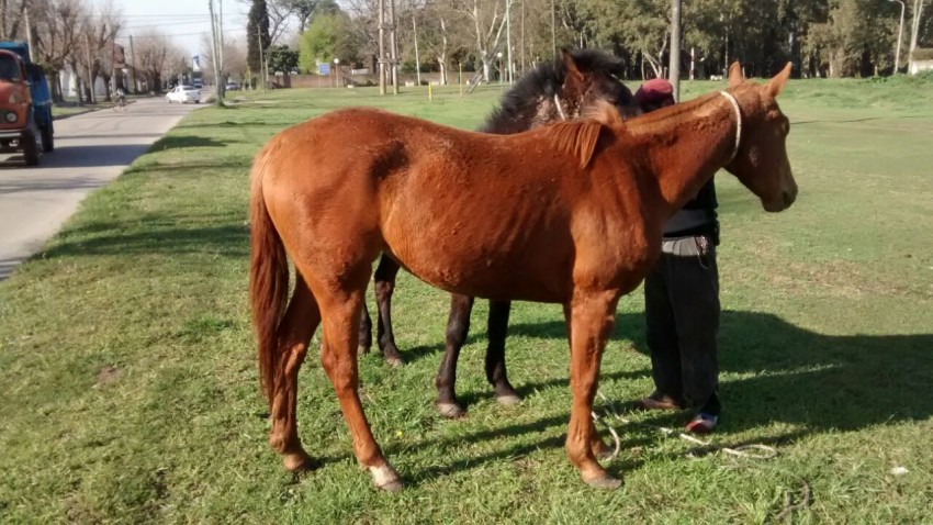 Secuestraron dos equinos y buscan a su dueño