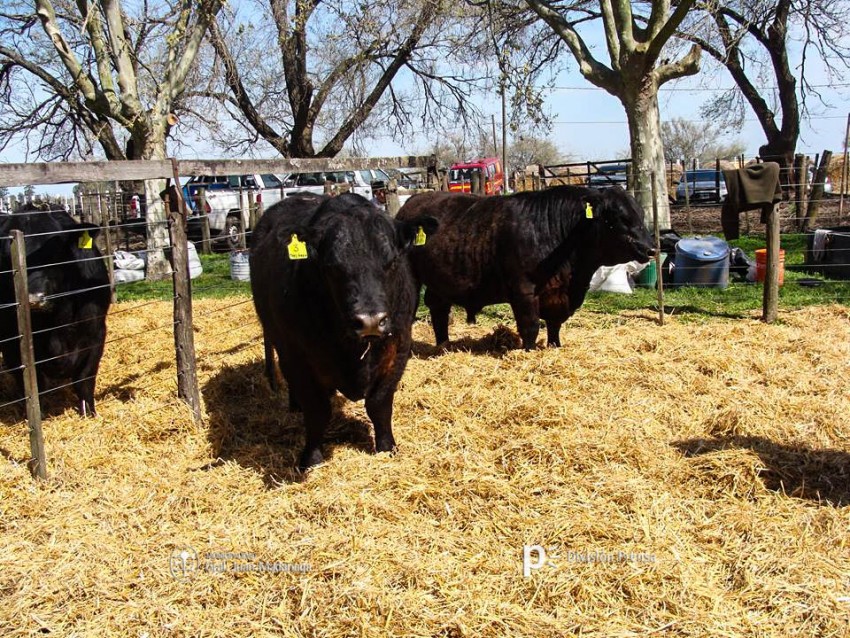 Expo-Rural 2016: ltimo da de exposicin. Qu hacemos?