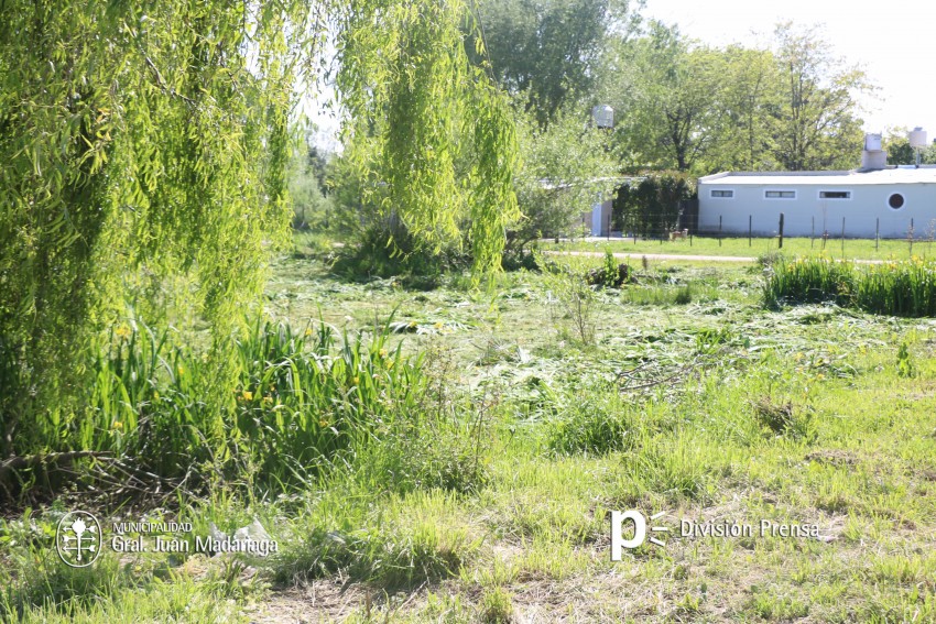 Comenz la limpieza de una quinta en el barrio Norte por pedido de los