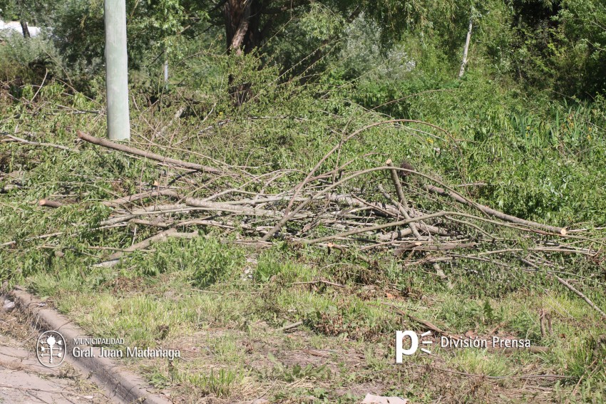 Comenz la limpieza de una quinta en el barrio Norte por pedido de los