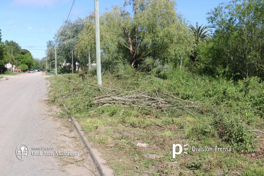 Comenz la limpieza de una quinta en el barrio Norte por pedido de los
