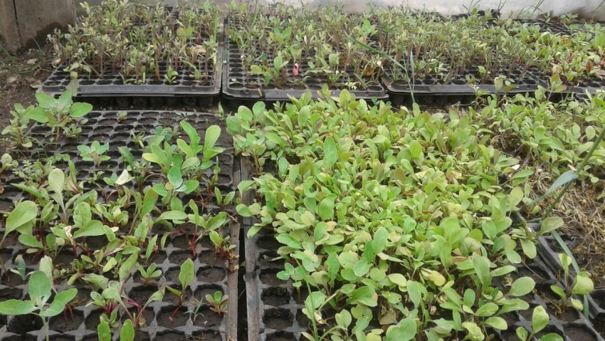 El municipio entregar de manera gratuita plantines de verdura