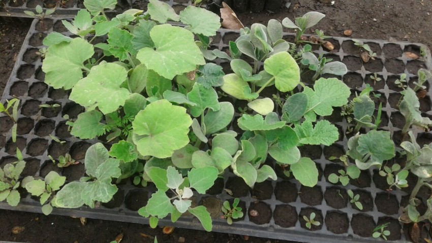 El municipio entregar de manera gratuita plantines de verdura