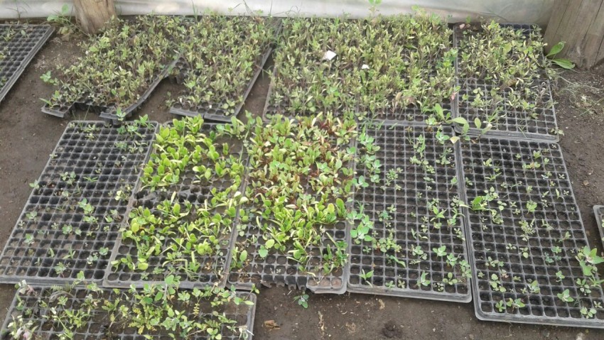 El municipio entregar de manera gratuita plantines de verdura