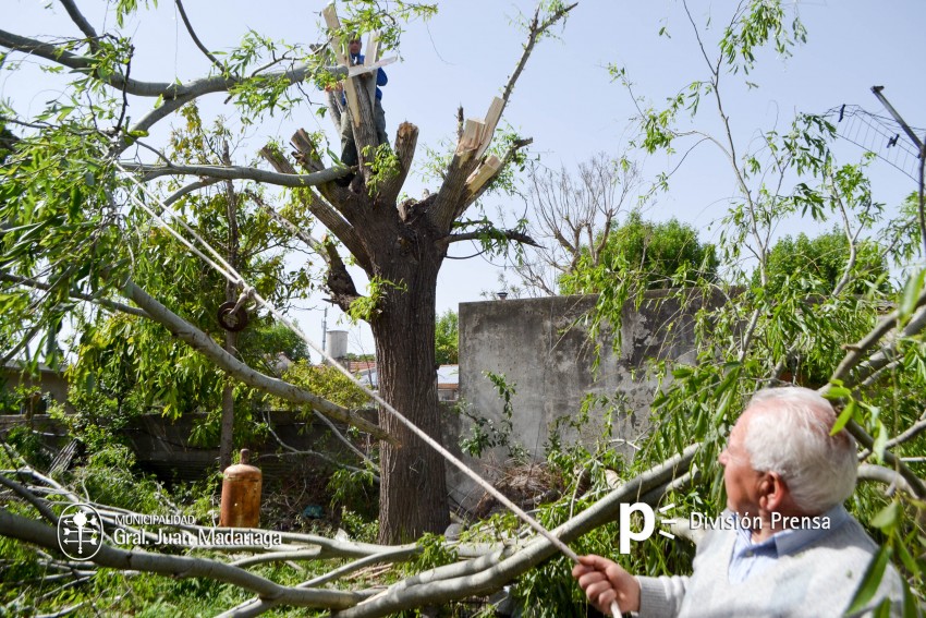 Defensa Civil realiz una poda preventiva