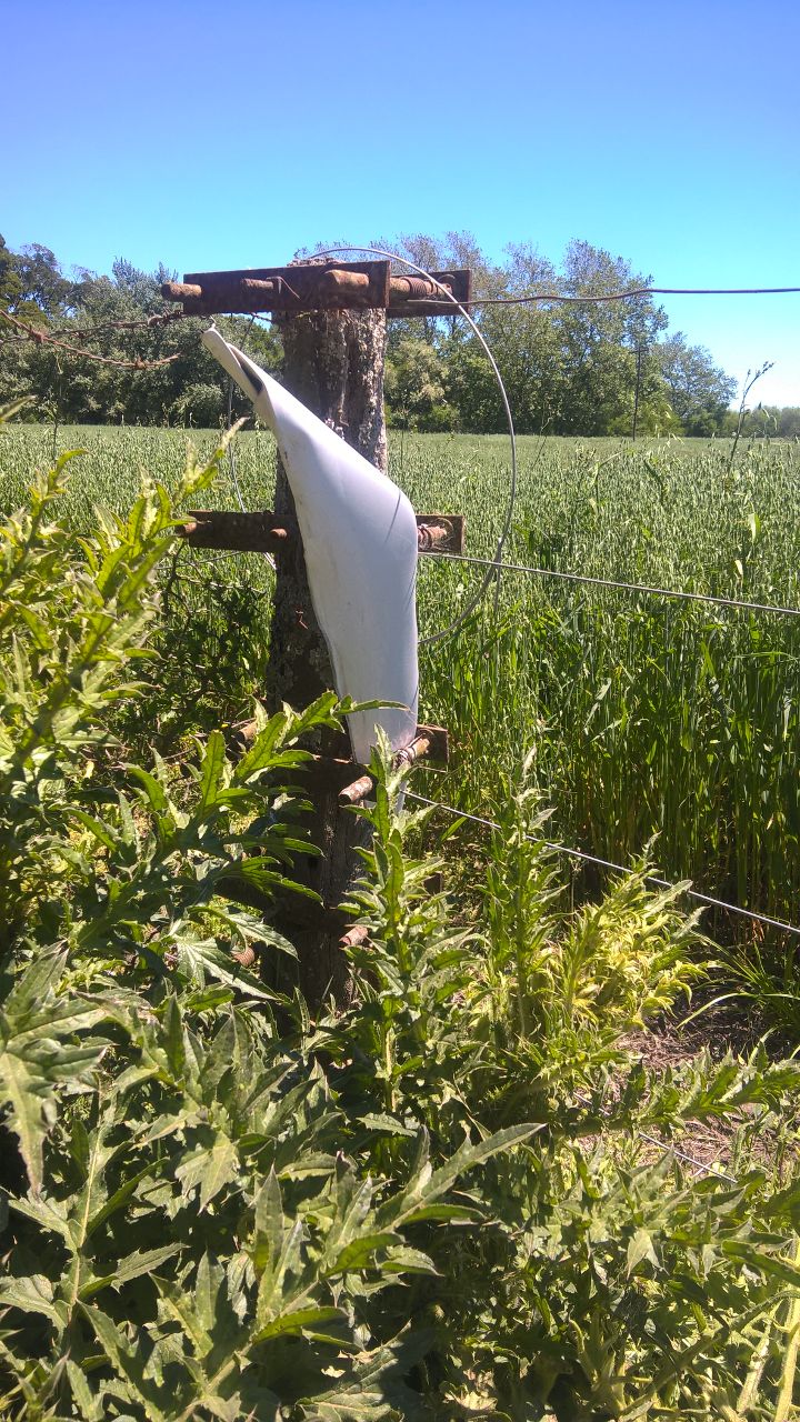 Conductor alcoholizado fue detectado en pleno centro y le retiraron el