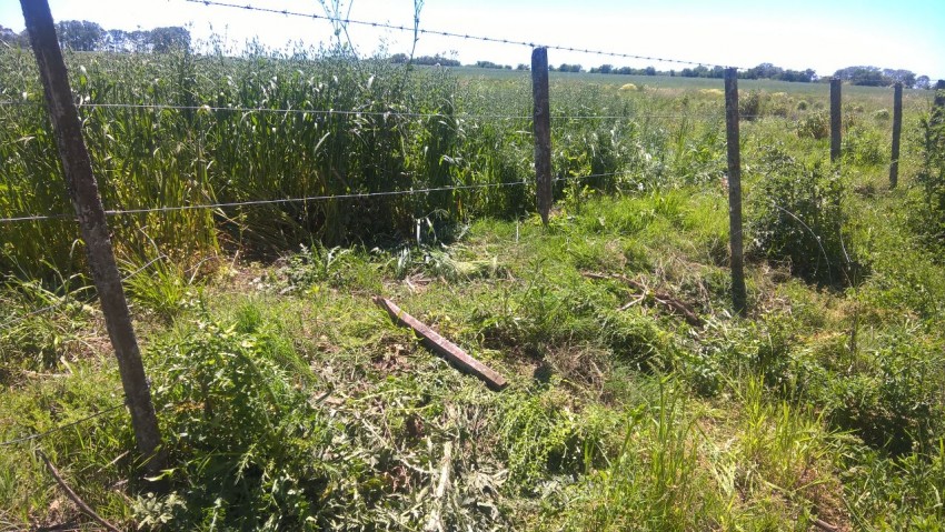 Conductor alcoholizado fue detectado en pleno centro y le retiraron el