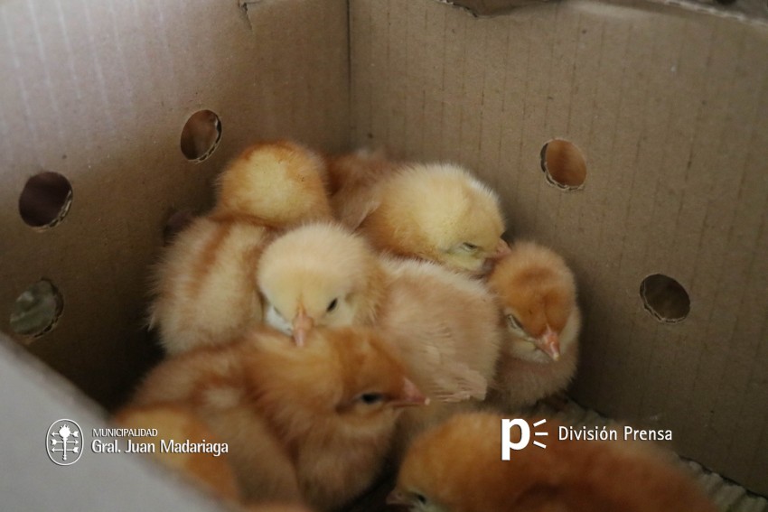 Entregaron semillas del Programa Prohuerta y “pollitos” para la cría d