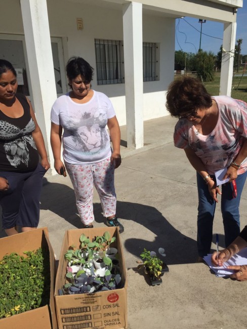 Exitosa entrega de plantines gratuitos en los barrios