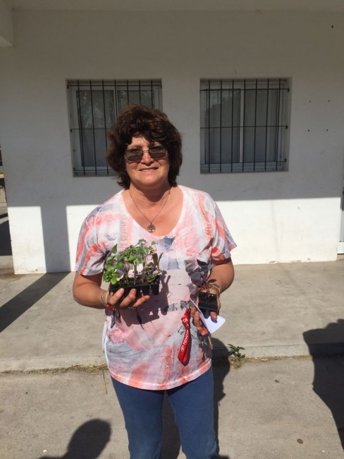 Exitosa entrega de plantines gratuitos en los barrios