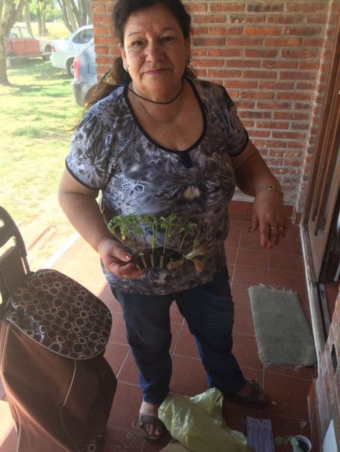 Exitosa entrega de plantines gratuitos en los barrios