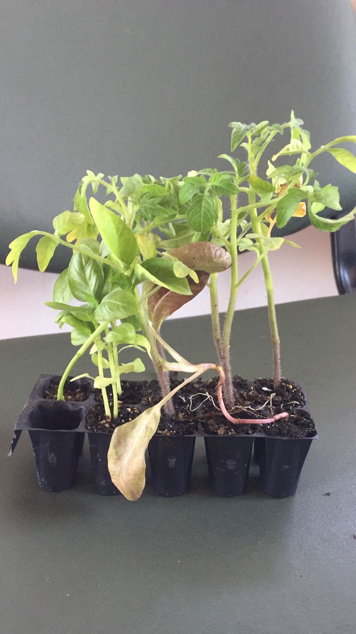 Exitosa entrega de plantines gratuitos en los barrios