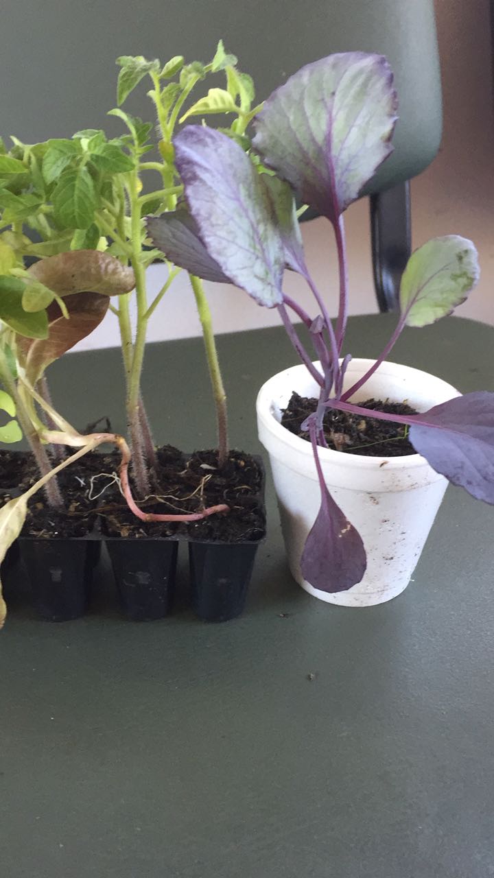 Exitosa entrega de plantines gratuitos en los barrios