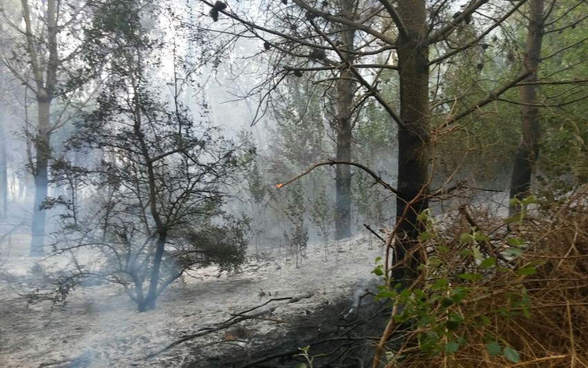 Combaten un incendio de magnitud con fuerzas vivas de toda la zona