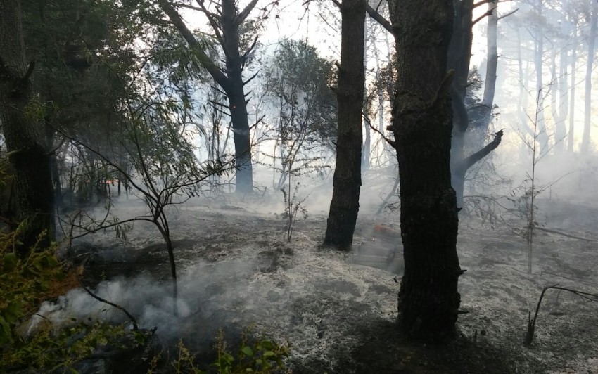Combaten un incendio de magnitud con fuerzas vivas de toda la zona