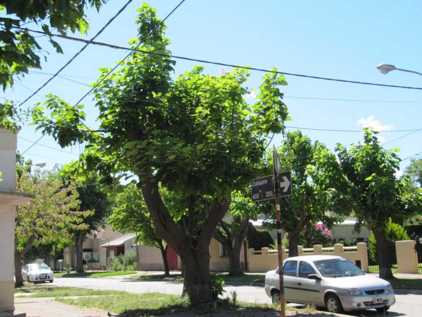 Nueva limpieza de terrenos