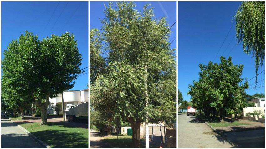 Nueva limpieza de terrenos