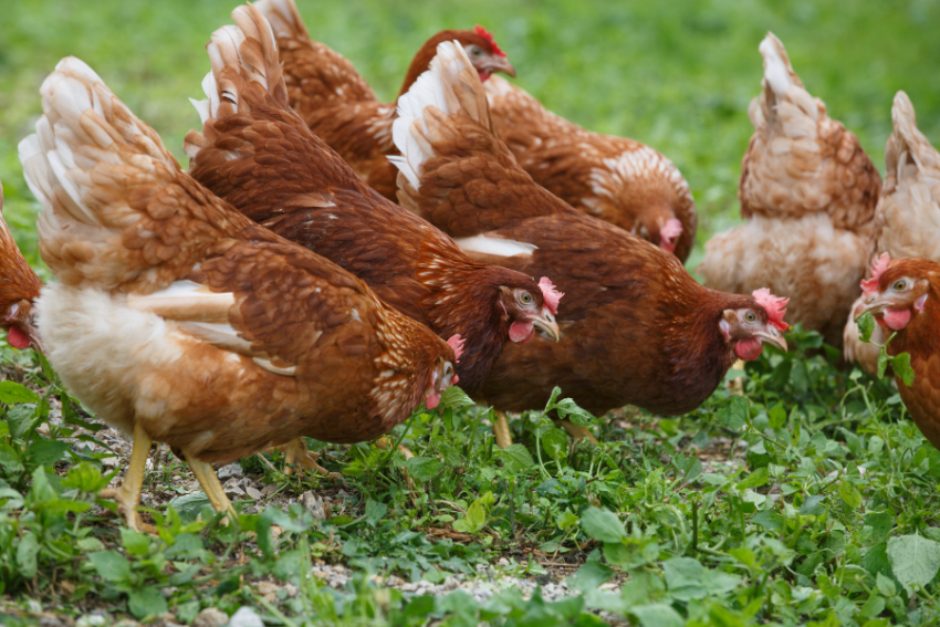 gallinas ponedoras