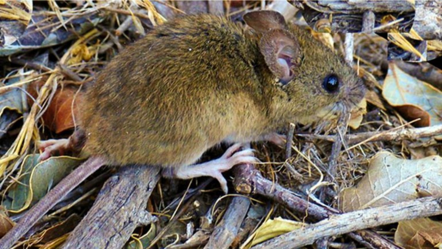 hantavirus