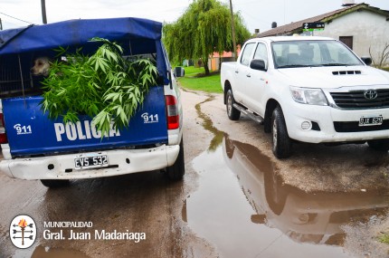 Incautaron marihuana y aprehendieron a una persona