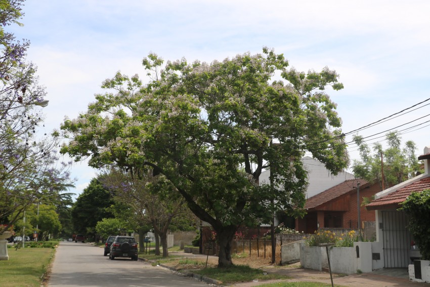 jacarandas