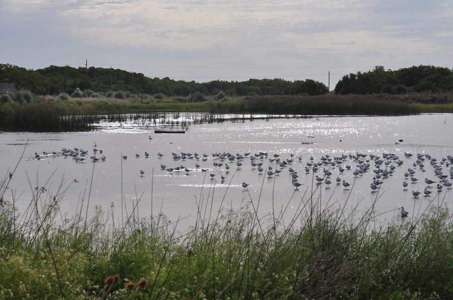 Laguna El Rosario