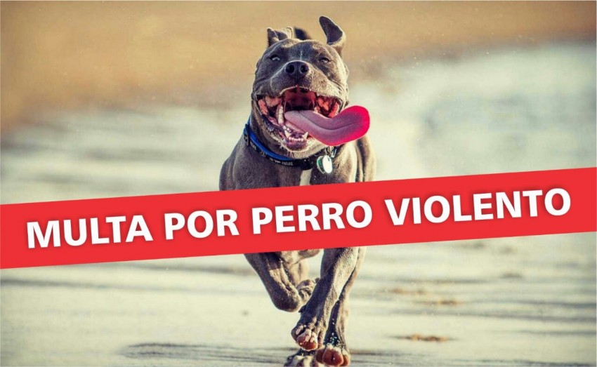 multa perro violento